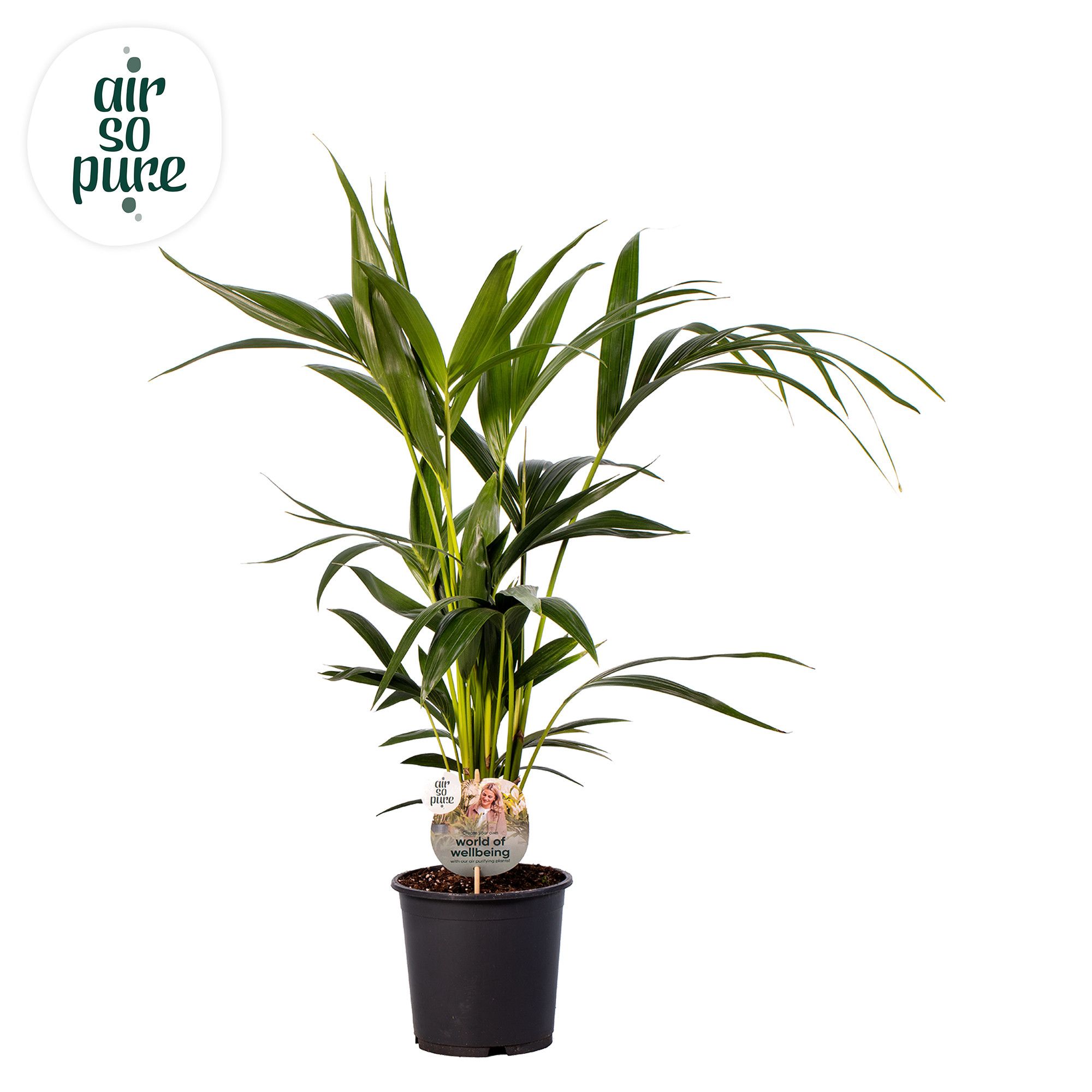 KENTIA - P19 H90 - 6PP - Air So Pure (Howea forsteriana), D 19