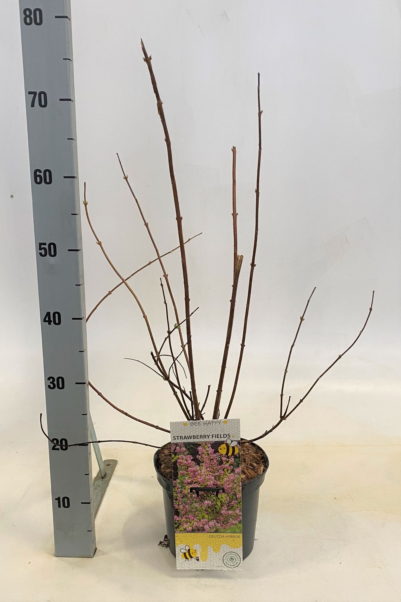 Deutzia hybrida 'Strawberry Fields', D 19