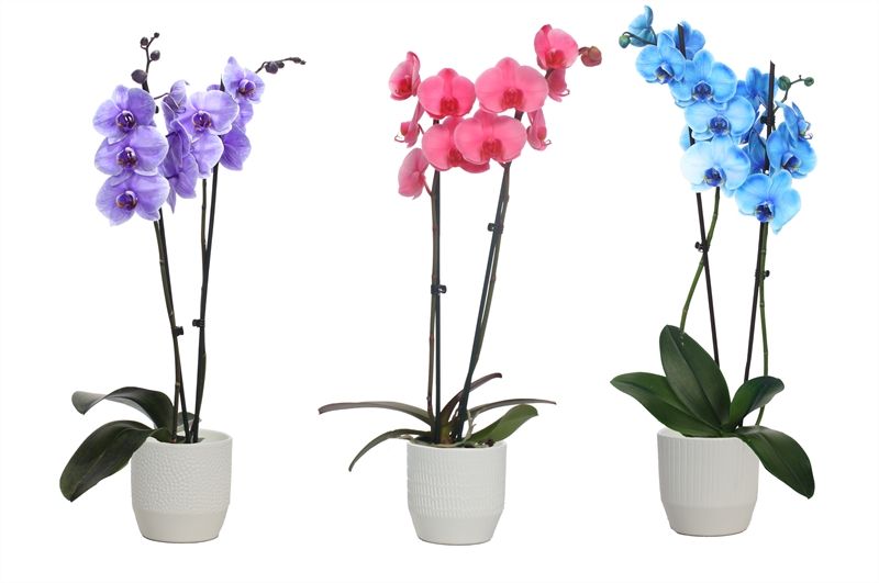 Tirza p12 vanille mix Phal I am mix 2T14+, D 12