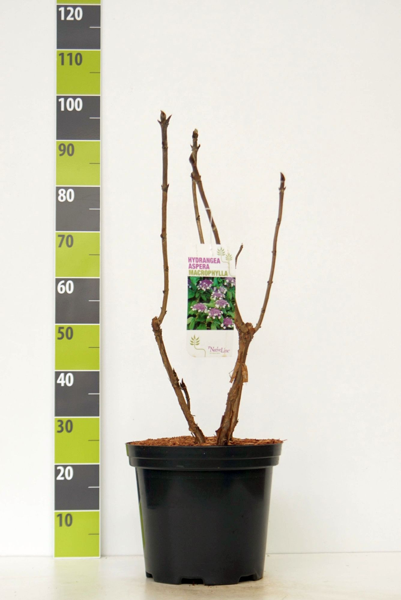 Hydrangea aspera 'Macrophylla C 12, D 30