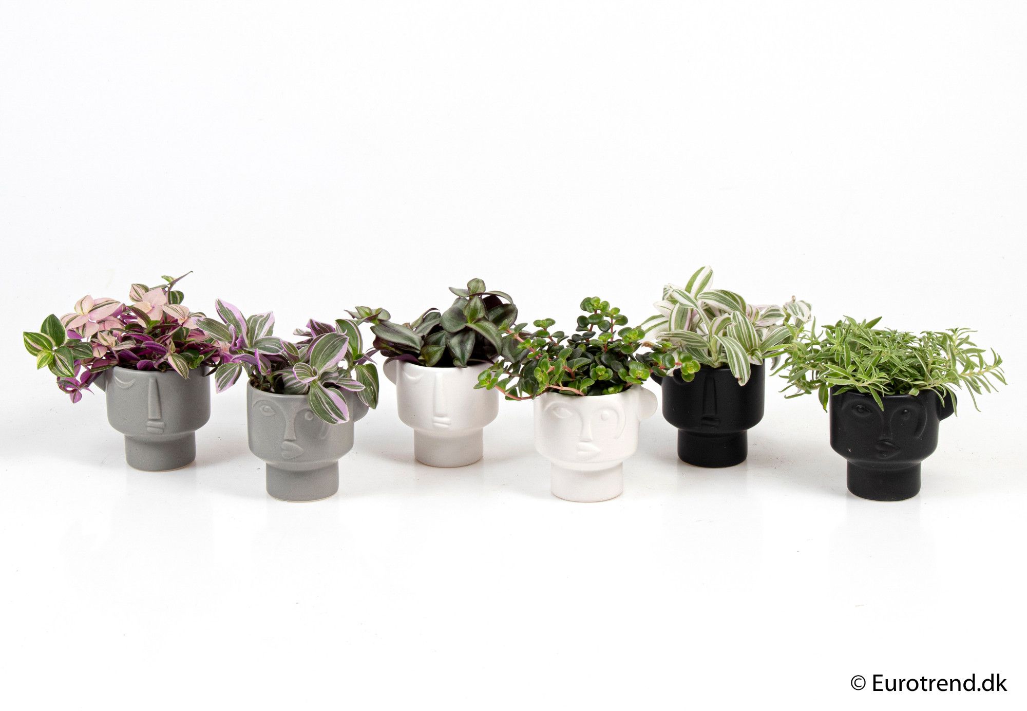 Green mix in ceramic - New Look 2025, D 6