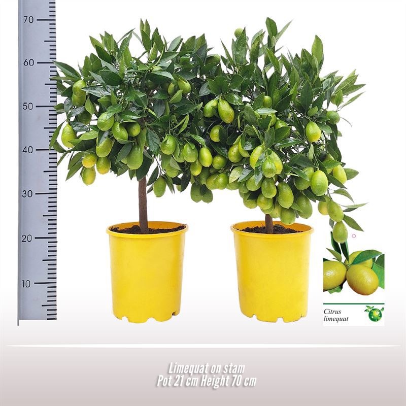 Limequat op stam, D 21