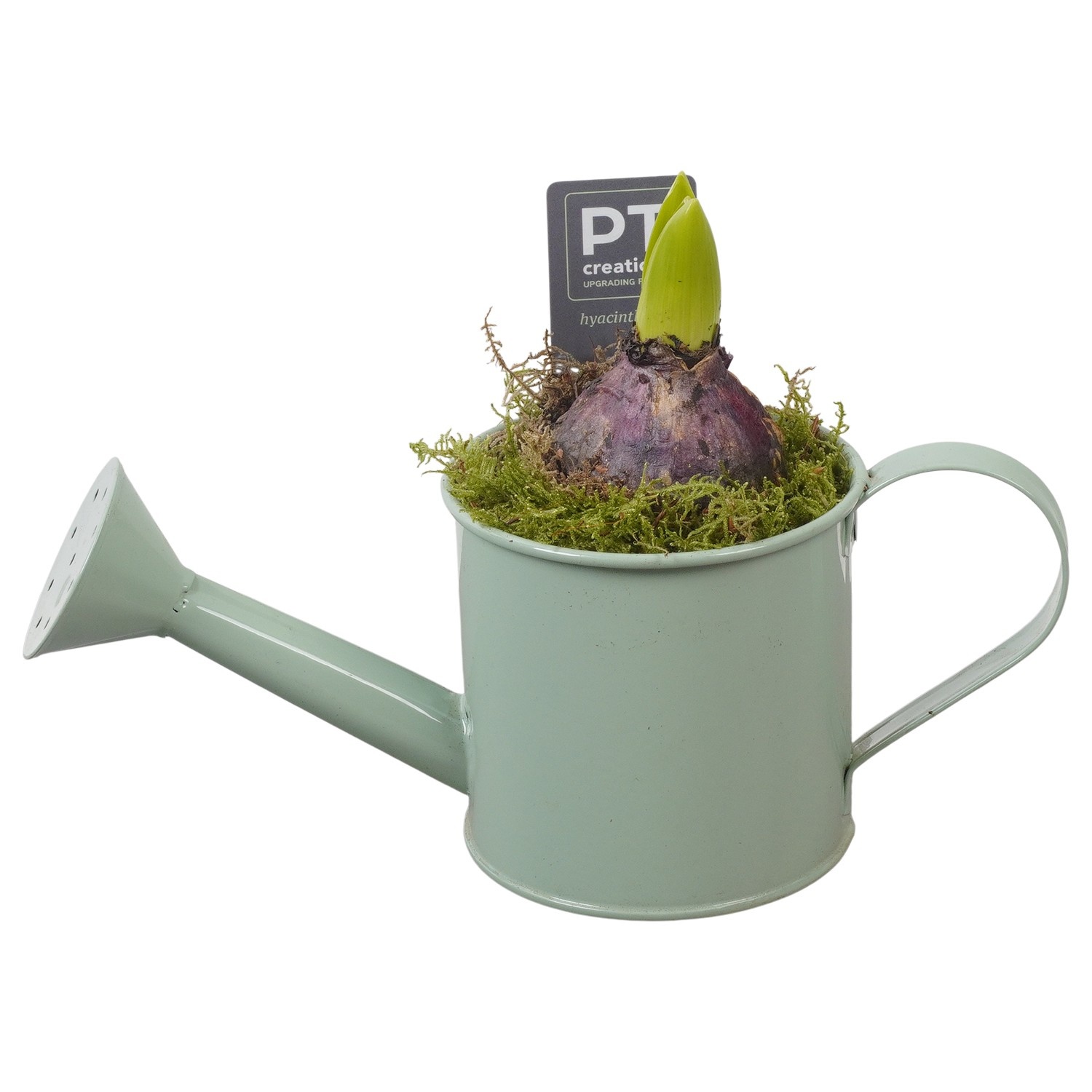 PTHC9113 Arrangement Hyacints in zink gieter, D 9