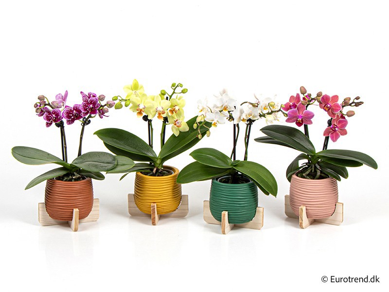 PHALAENOPSIS IN CERAMIC E 4207, D 6