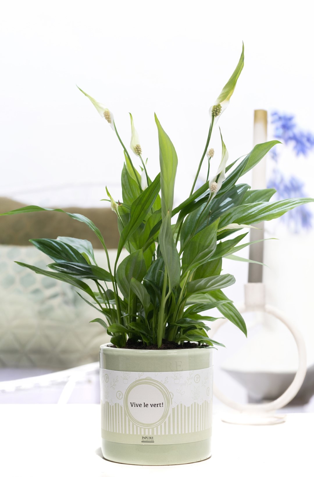 Spathiphyllum Korto in P&P cadeau concept: VIVE LE VERT!, D 12