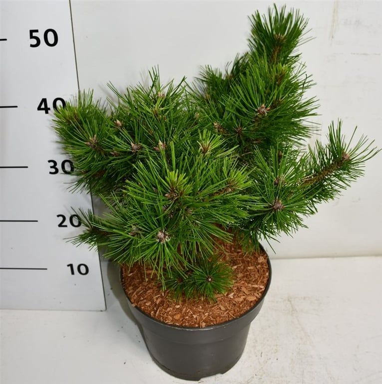 Pinus d. 'Low Glow', D 23
