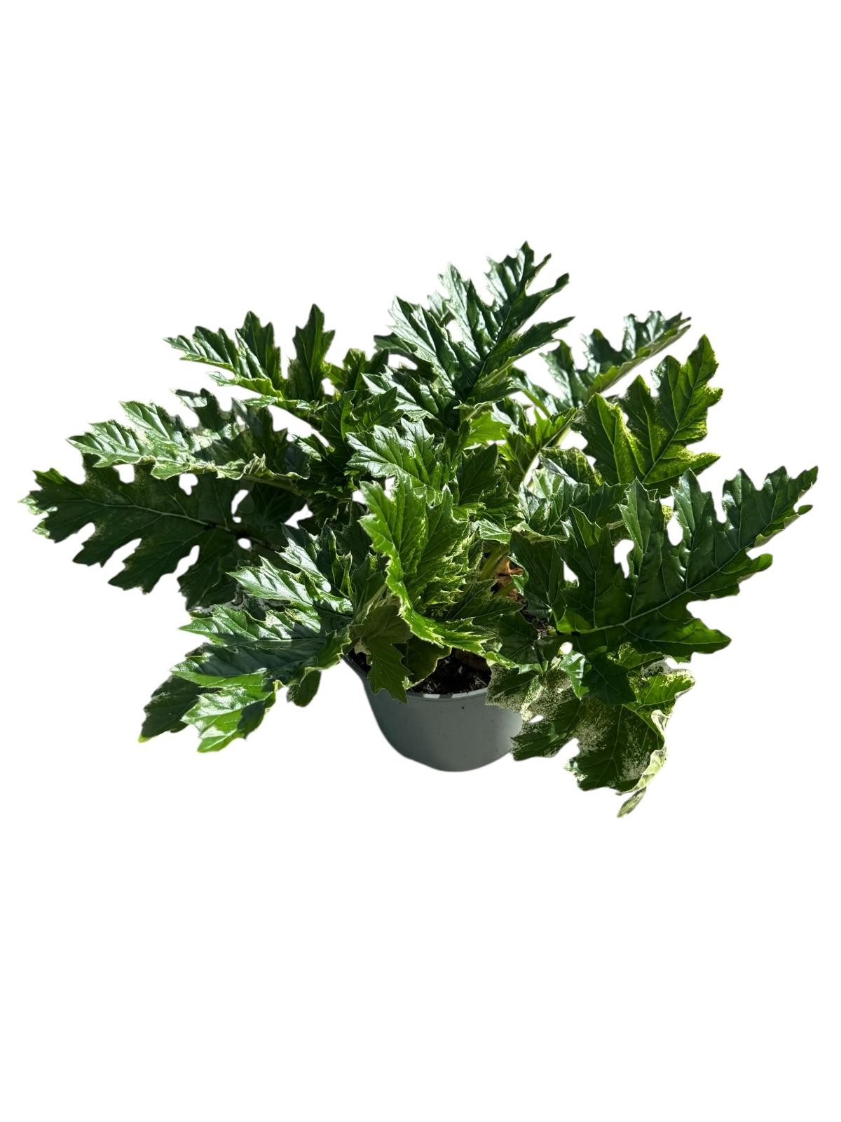 Acanthus Whitewater, D 19