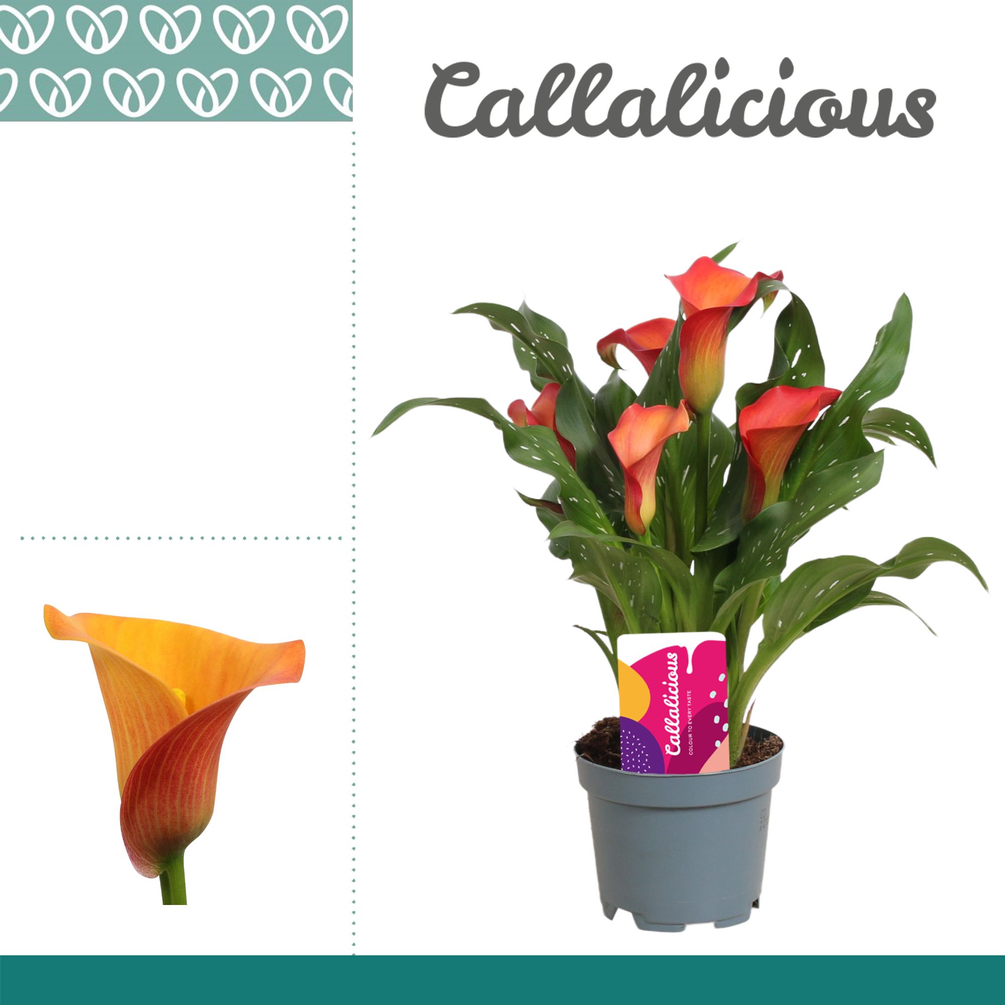 Zantedeschia (Calla) Oranje, D 10,5