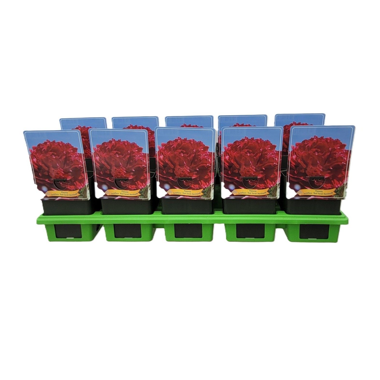 Paeonia Lactiflora 'Red Sarah Bernhardt' P11, D 11