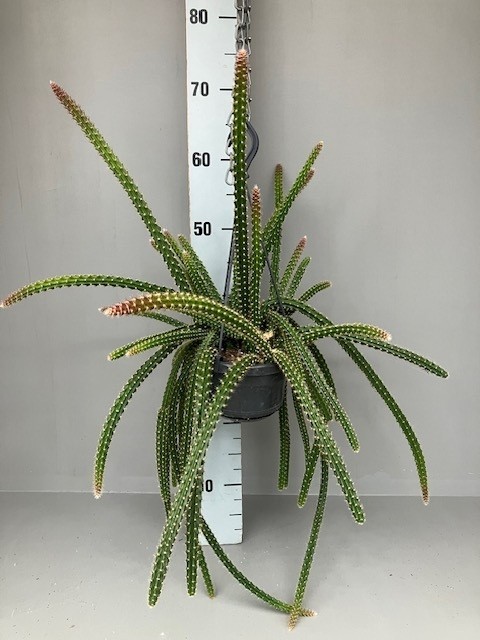 Aporocactus malisonii 2 stuks, D 14