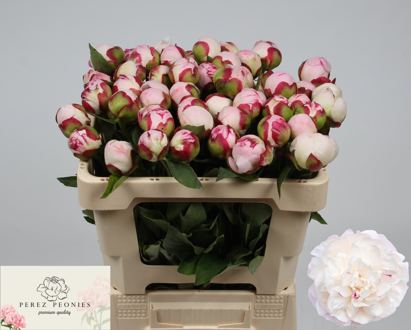 Пион Гардения 50 (светло-роз.), шт.