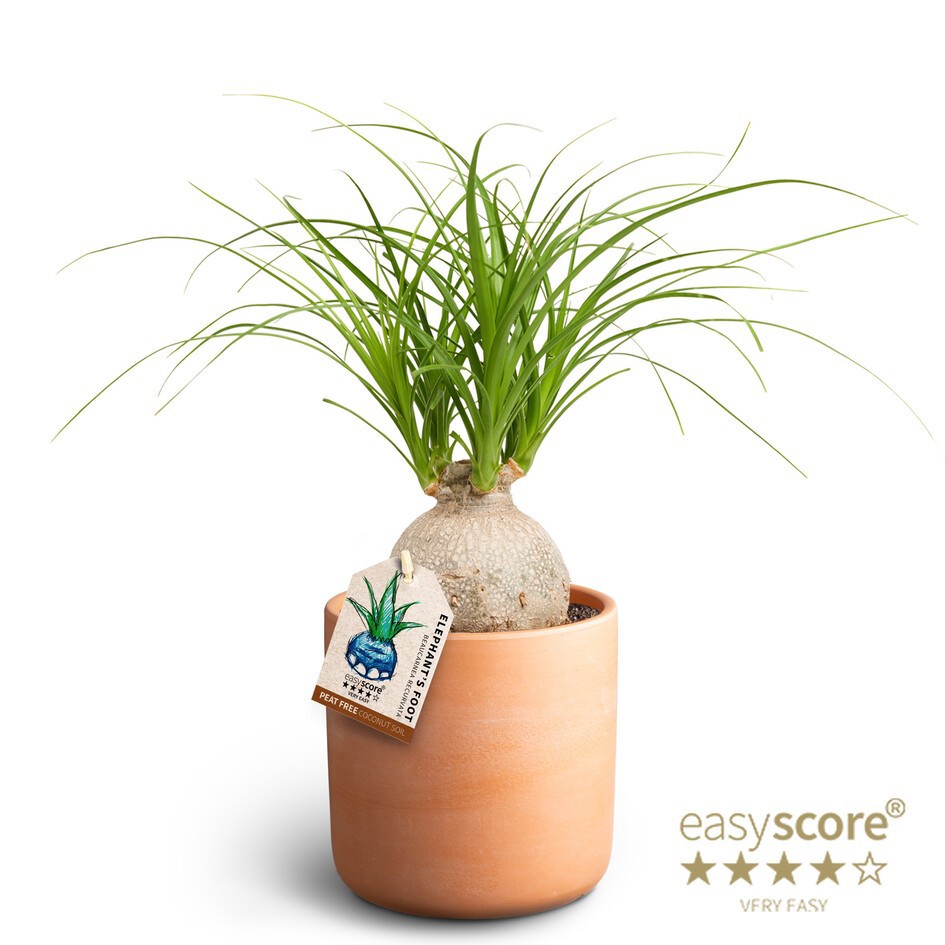 BEAUCARNEA RECURVATA 41103059 Raw Terra Beaucarcea, D 12