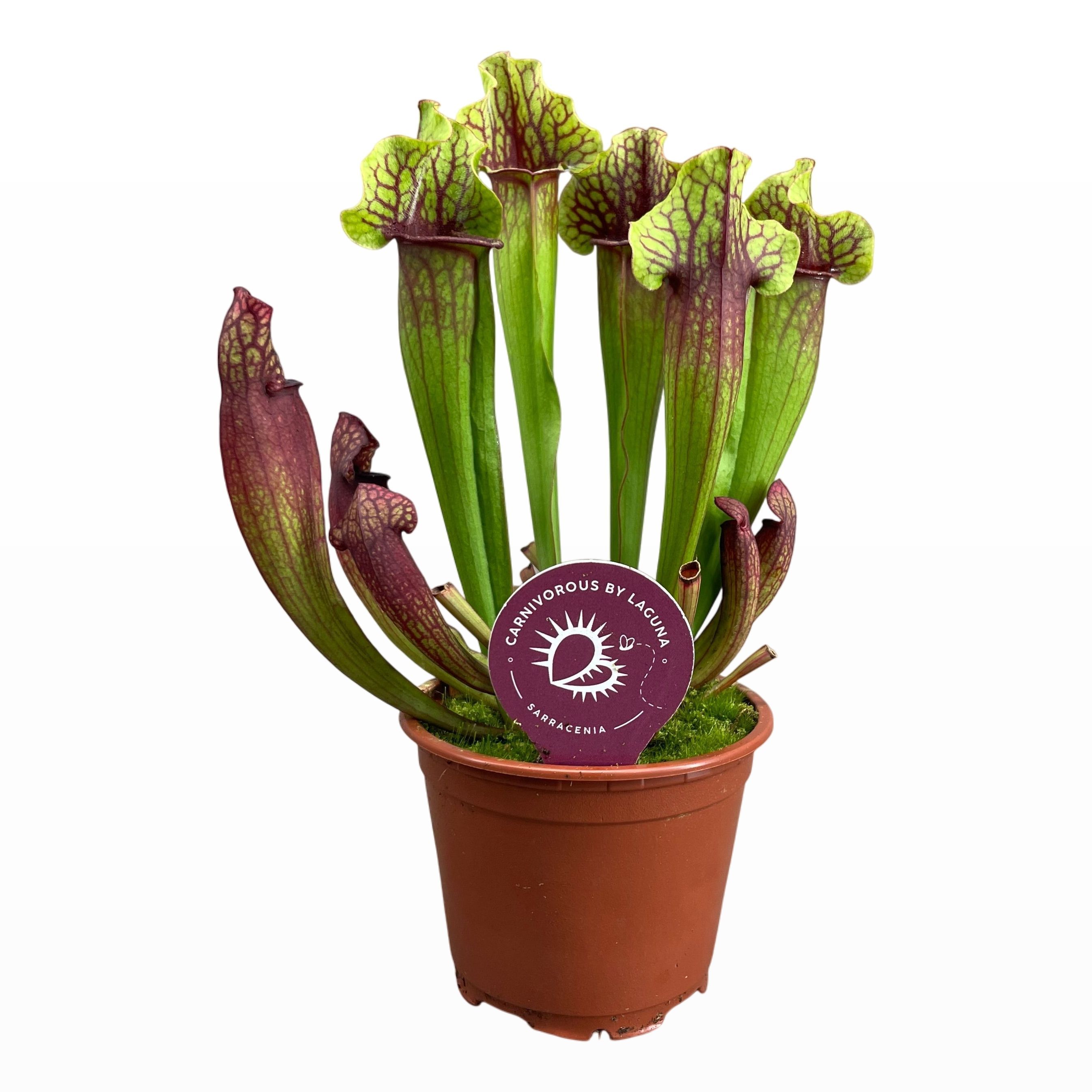 Sarracenia Mitchelliana 8,5 cm, D 8,5