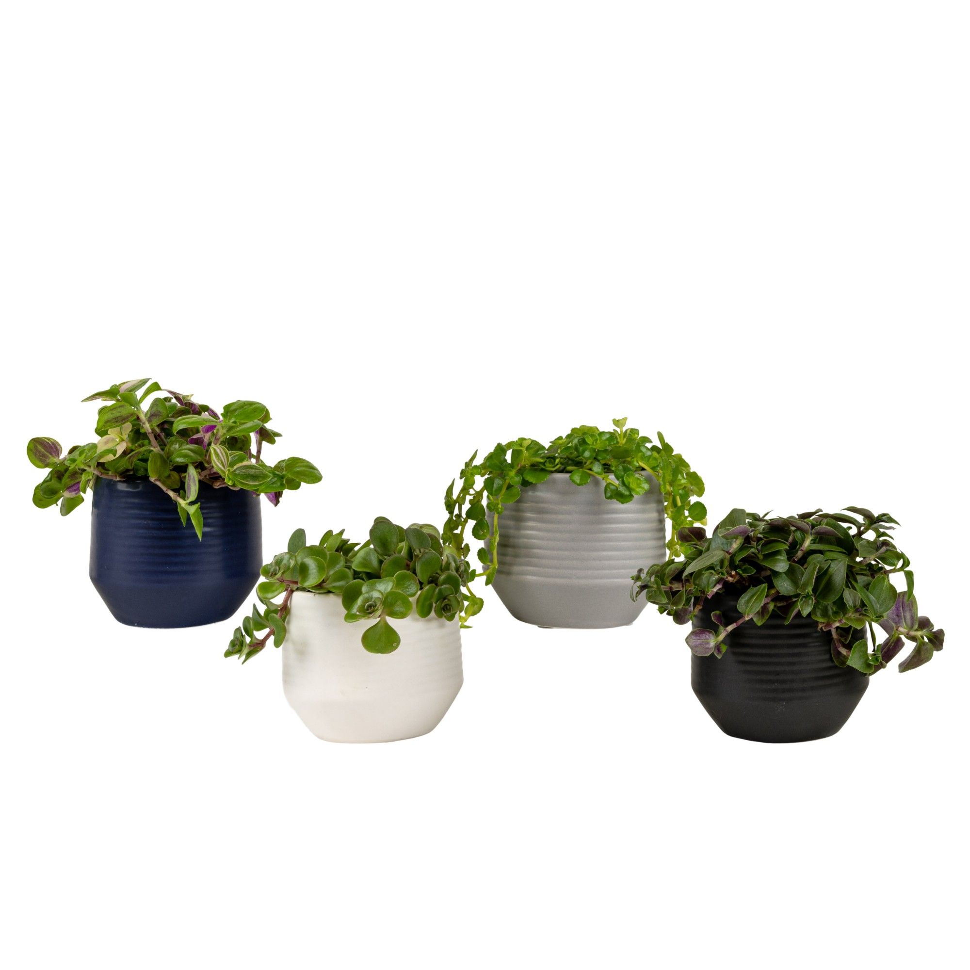 Boston with Compact Foliage, D 6