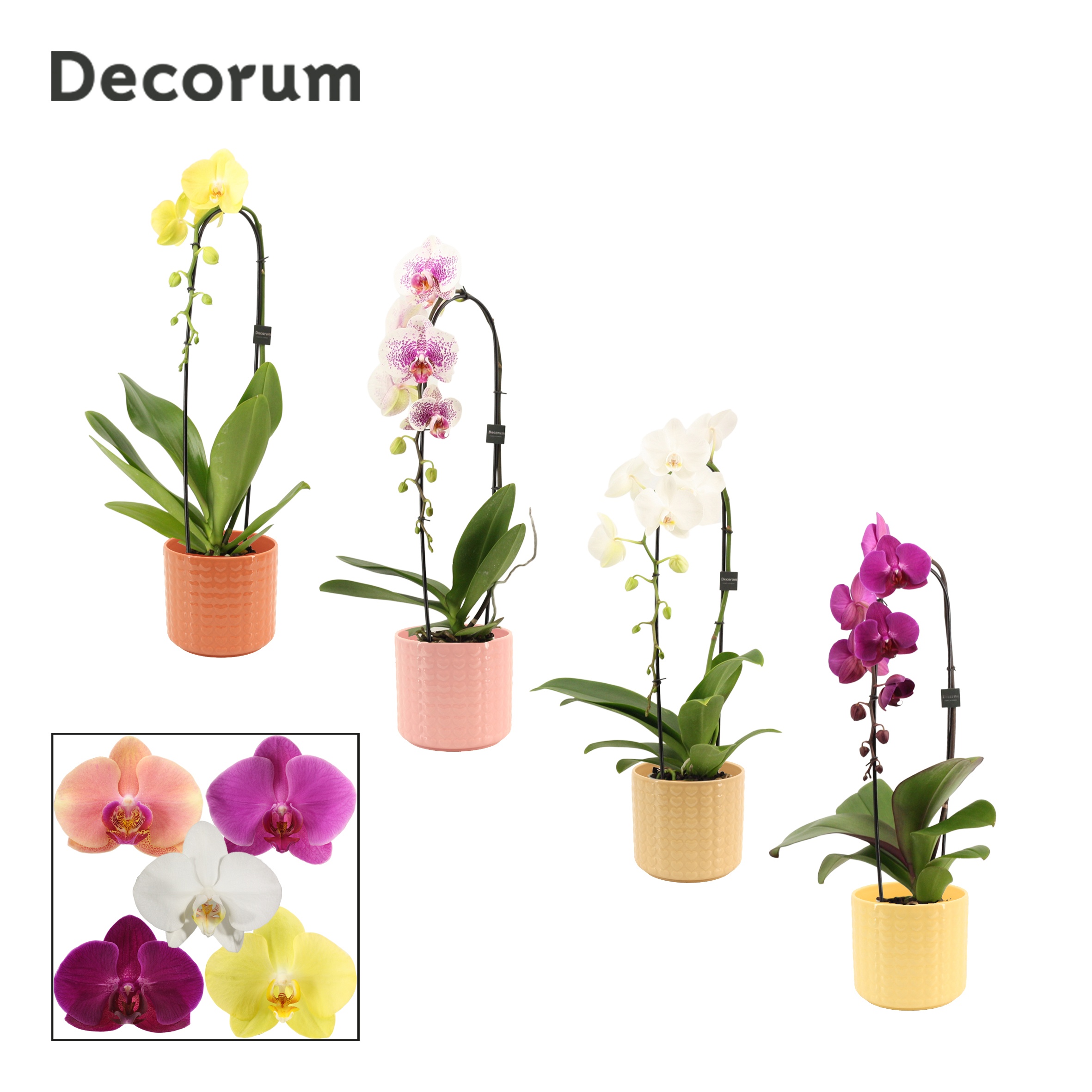 Phalaenopsis cascade 1 tak mix in Kaya (Sympathetic moods-collec, D 12