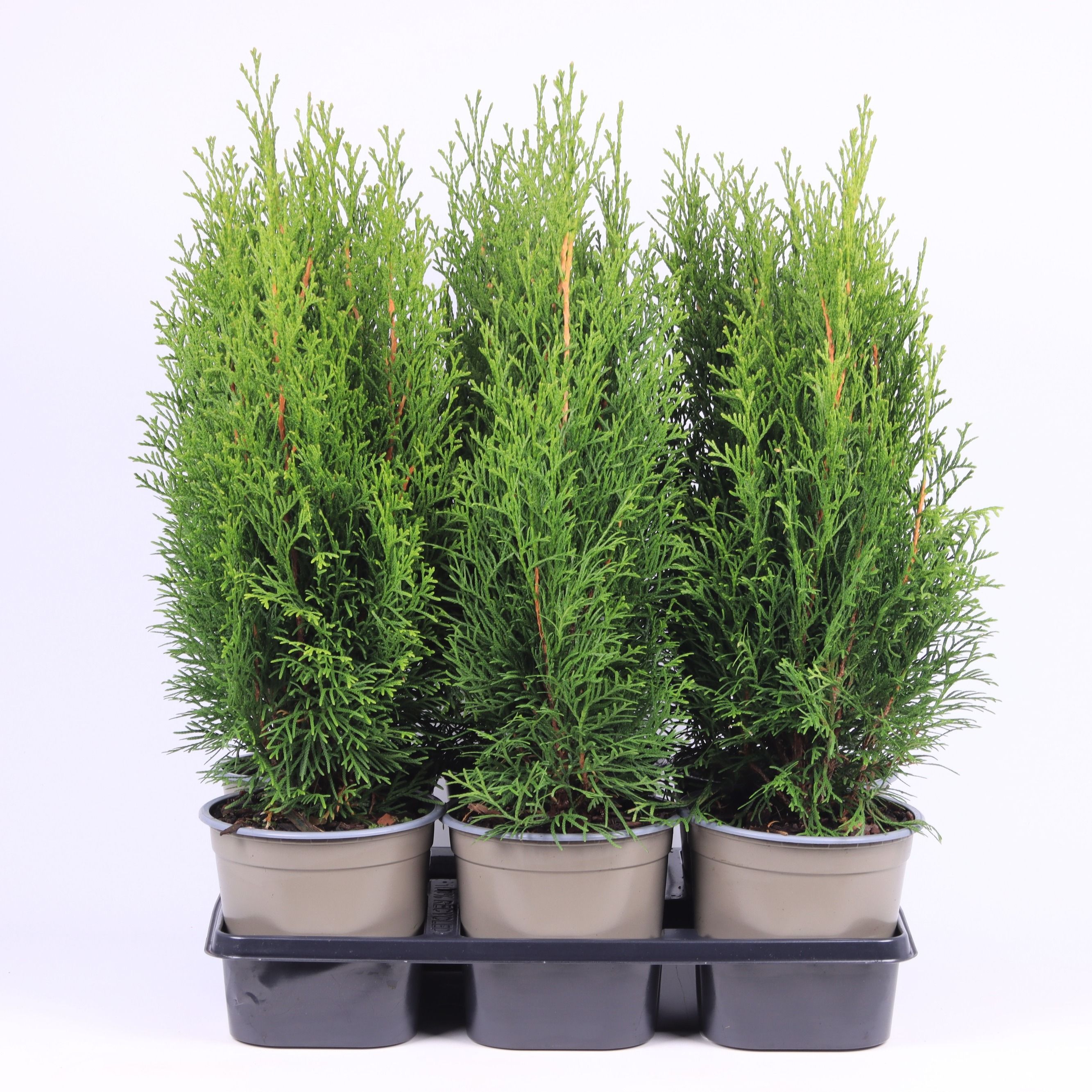 Thuja occidentalis 'Smaragd', D 15