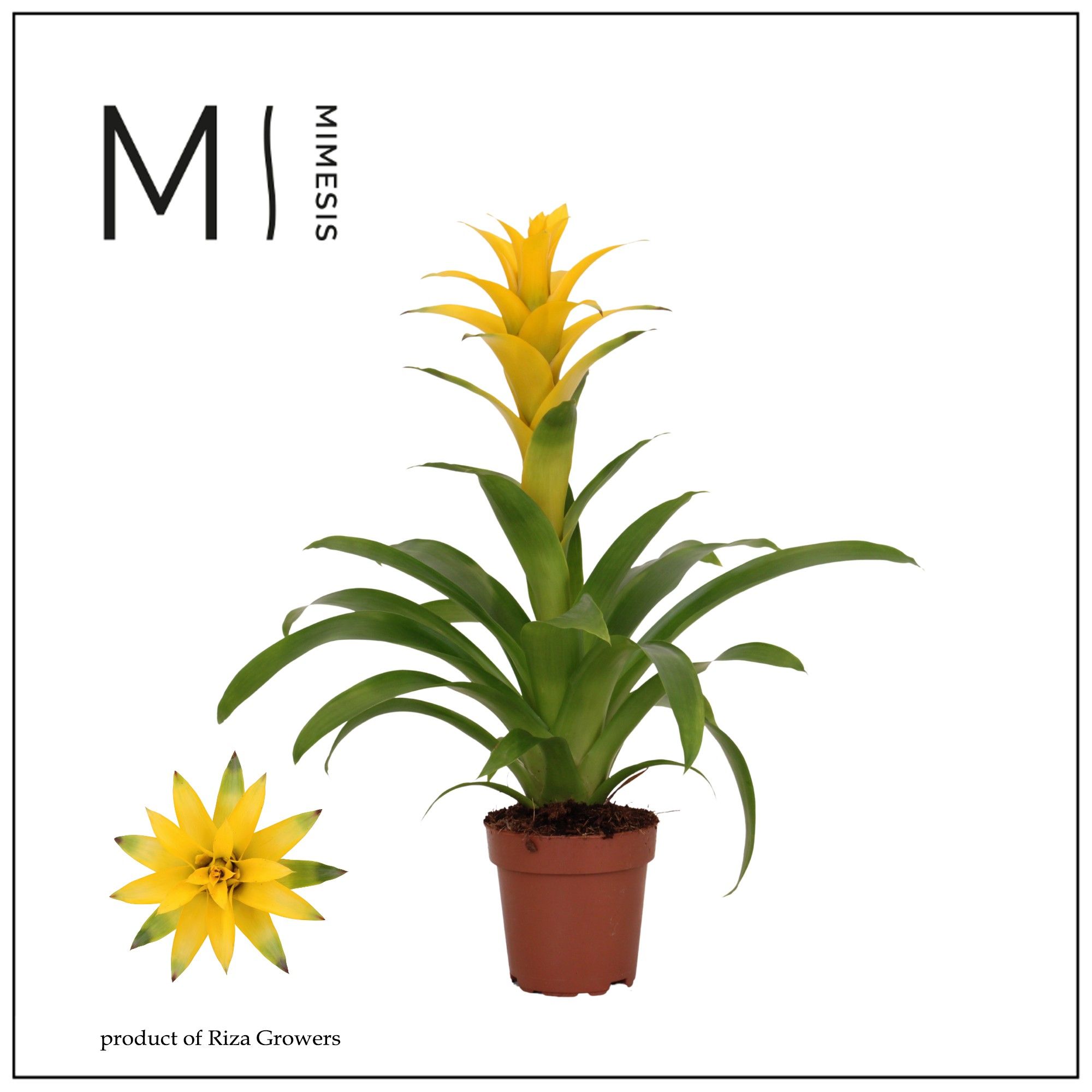 Guzmania Suerte Yellow - 12cm | Mimesis, D 12