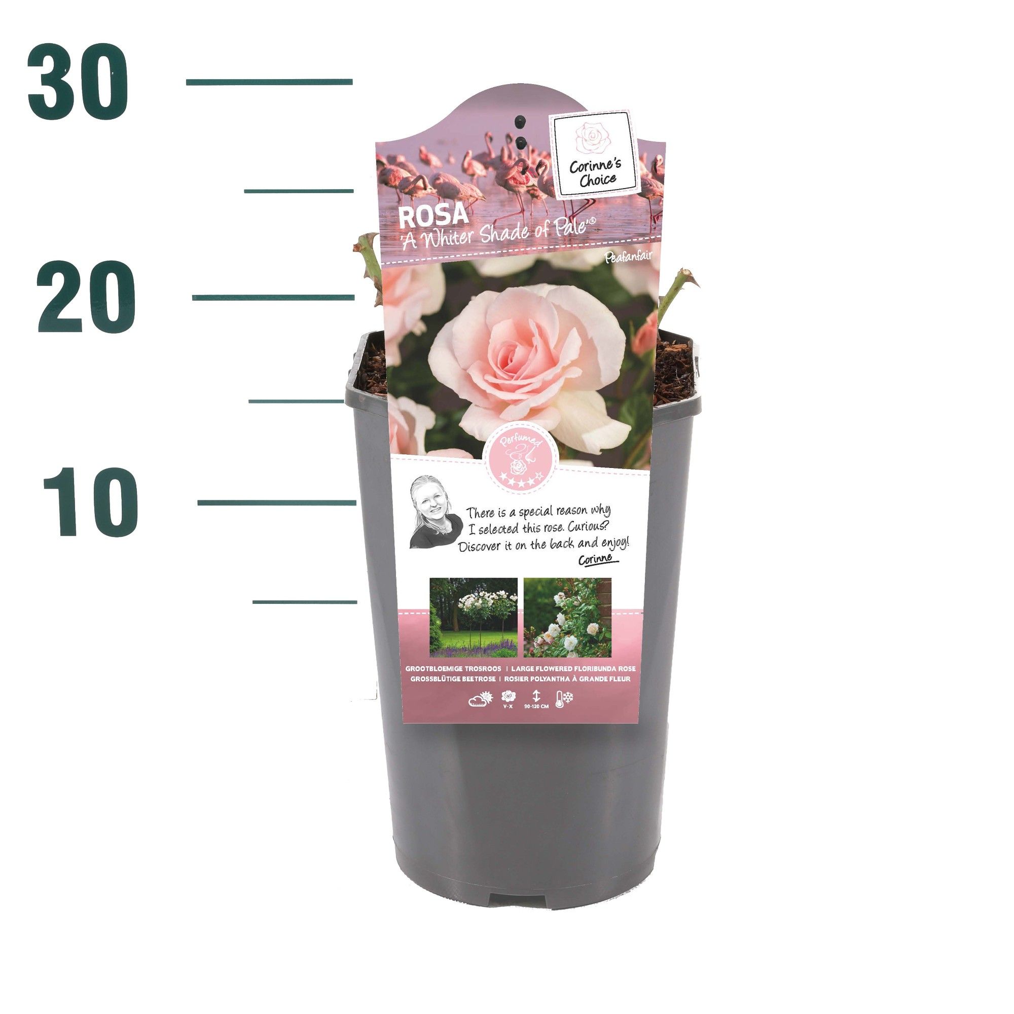 Rosa 'A Whiter Shade of Pale' - Struik - C3rp - Categorie 3, D 19 cm