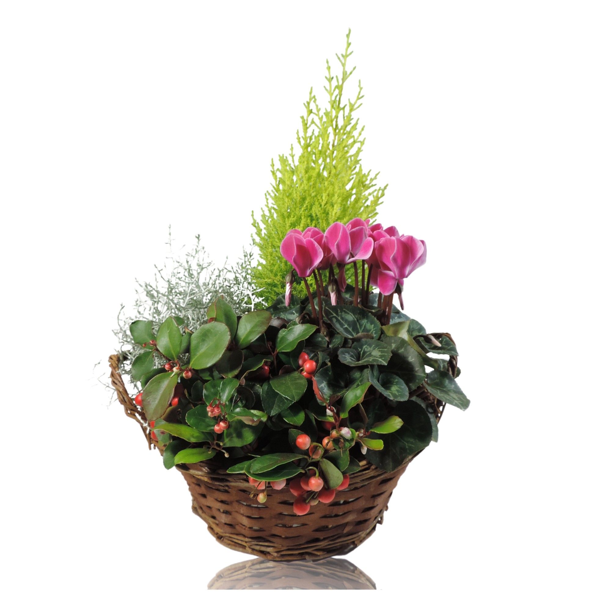 Collectie Hanoi Arrangement in Mand 25 cm, D 25