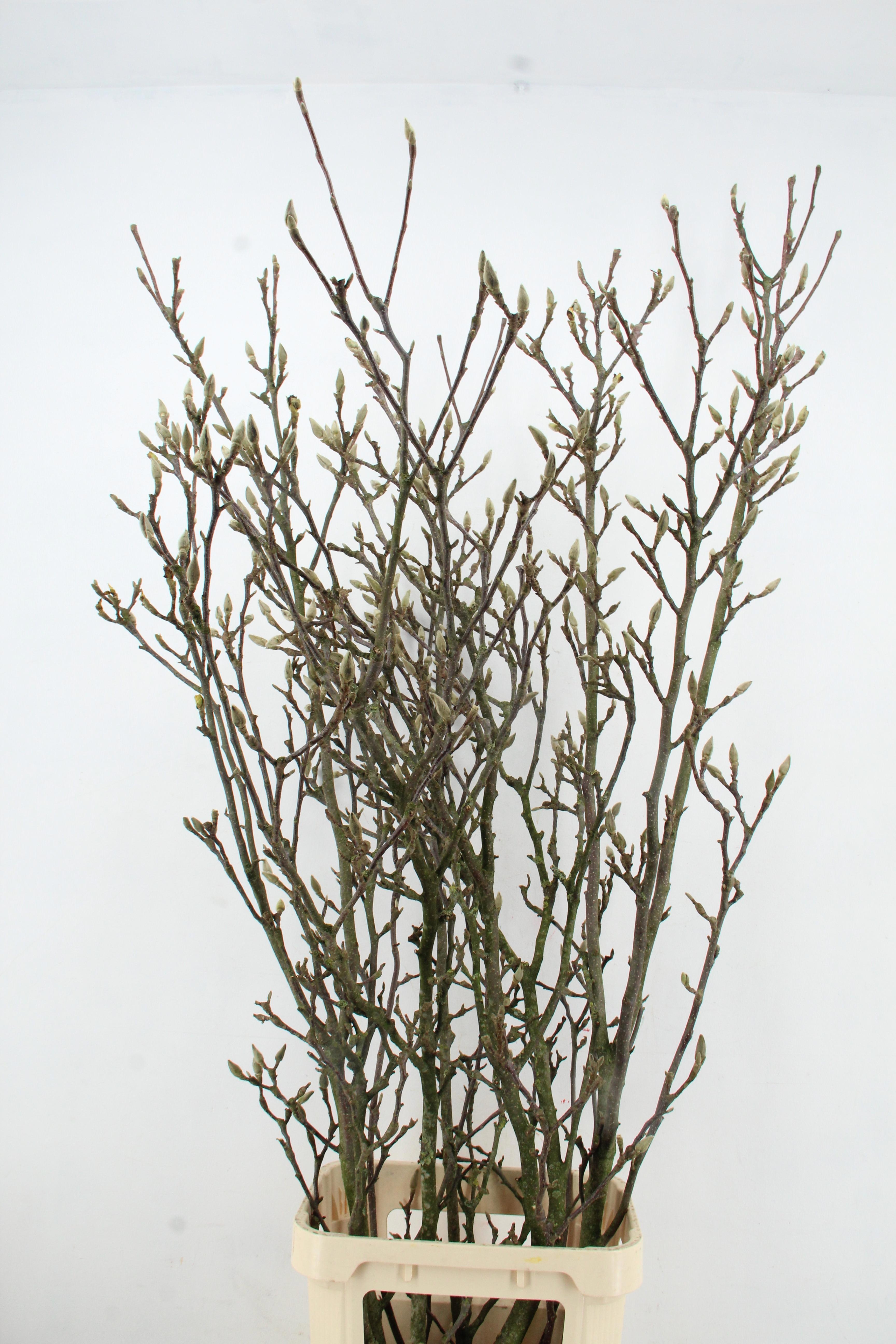 Магнолия Грандифлора 160, шт.