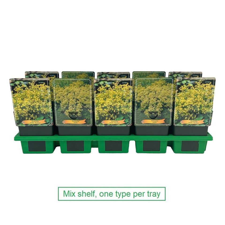 Alchemilla mollis mix laag P11, D 11