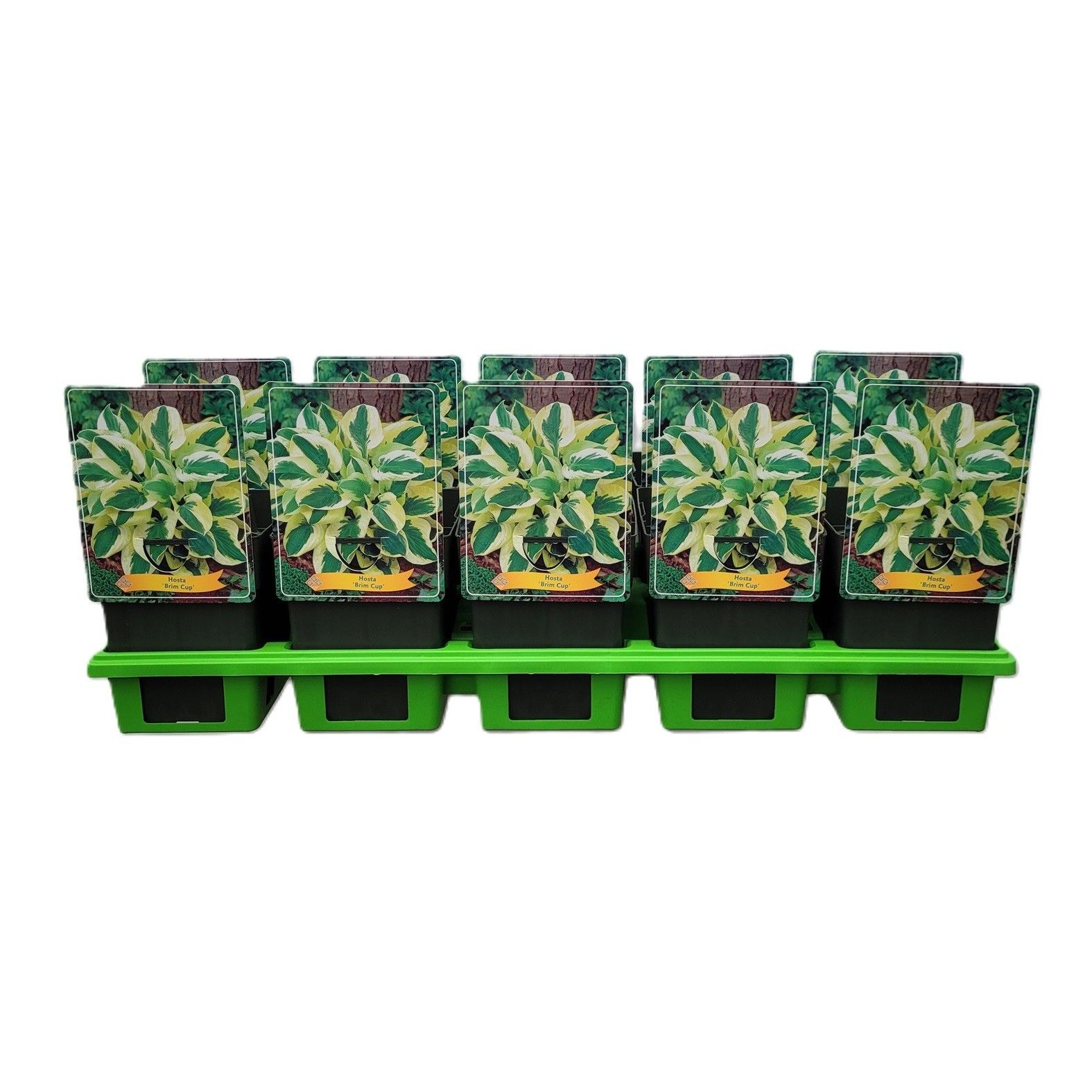Hosta 'Brim Cup' P11, D 11