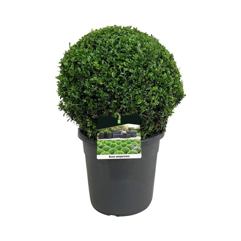 Buxus sempervirens, D 29