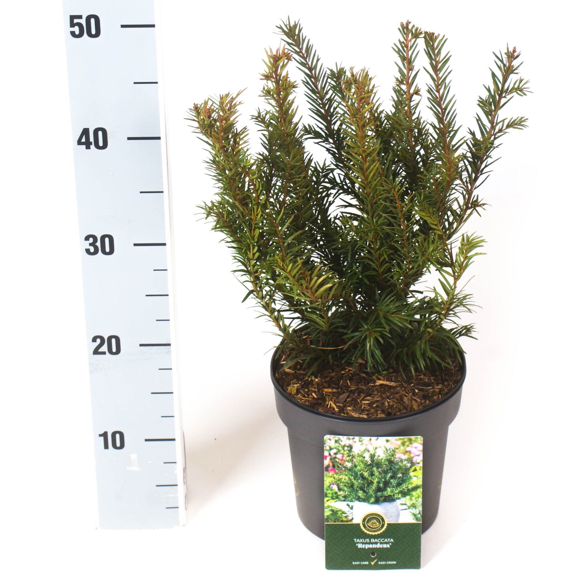 Taxus b. 'Repandens', D 18