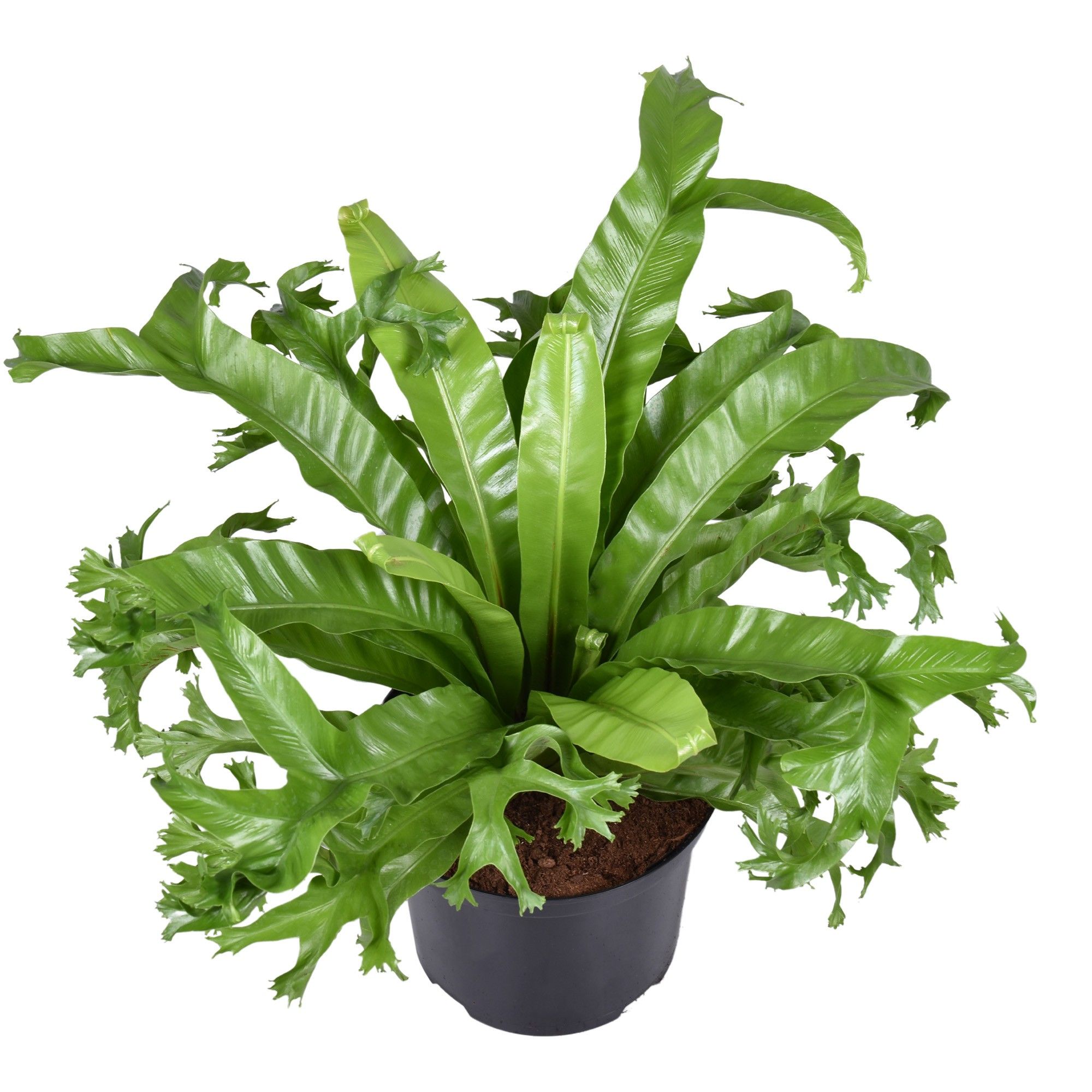 Asplenium Crissie, D 23