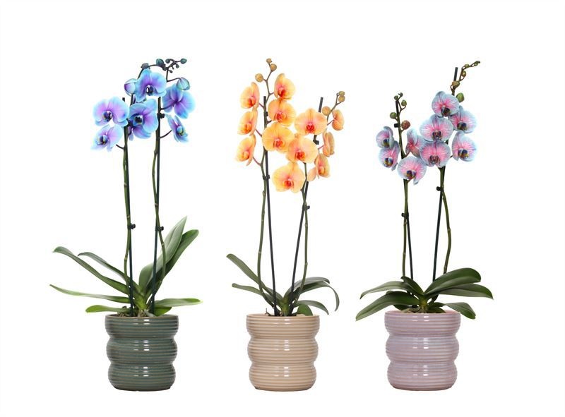 Stoneware p12 Liam mix Phal I am Special mix 2T14+, D 12