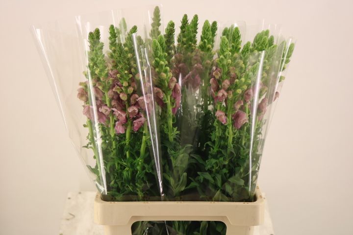 Антирринум Потомак Лавендер (лаванд.), шт.