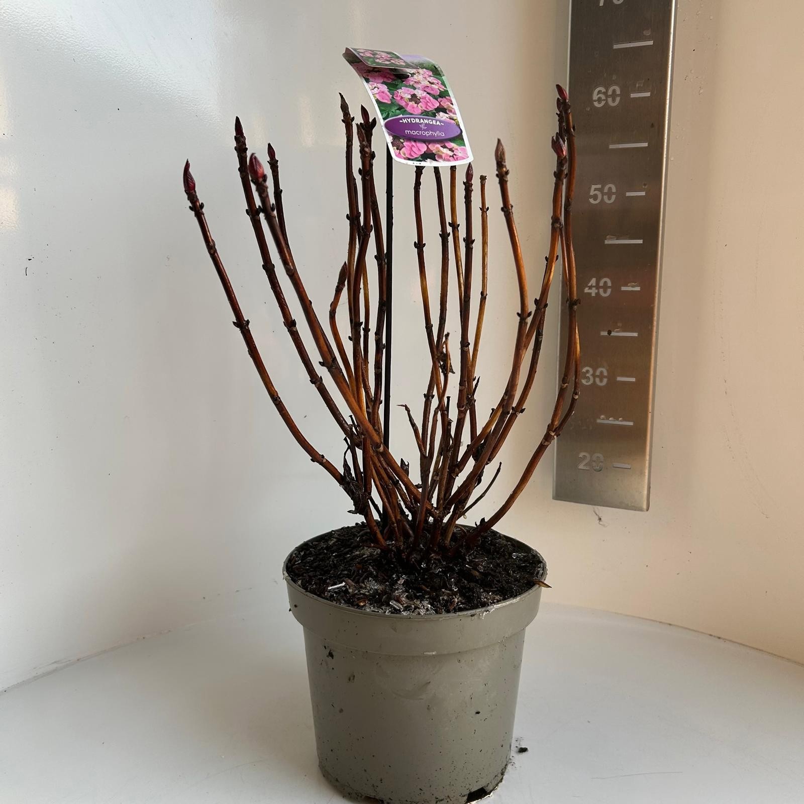 Hydrangea macrophylla Tiffany, D 23