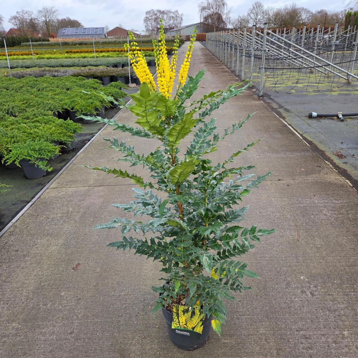 Mahonia media 'Winter Sun', D 29