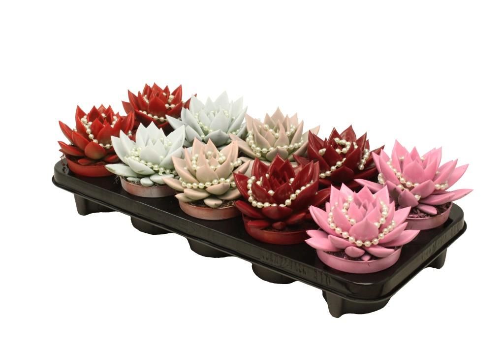 Miranda coloured love + chain mix, D 10,5