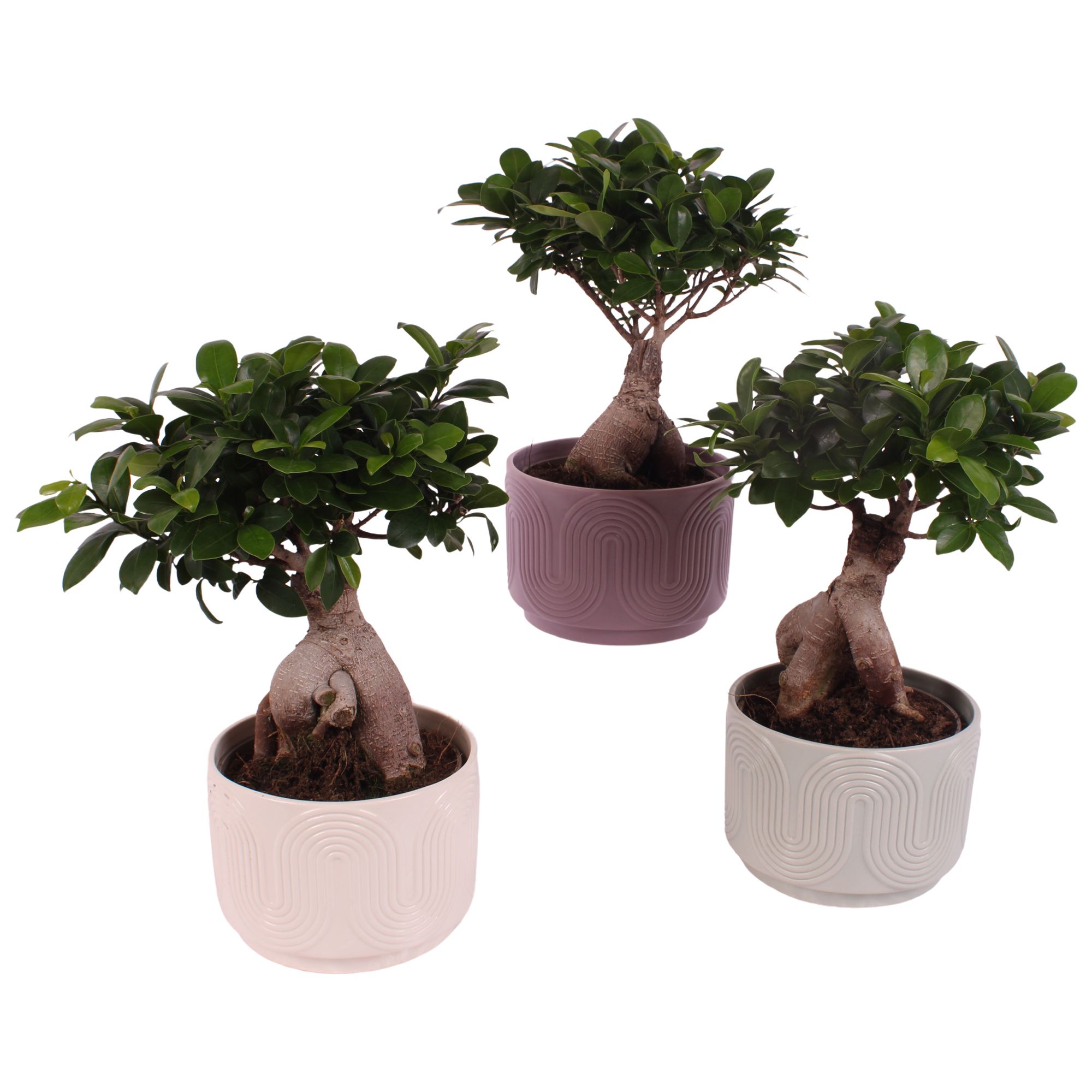Ficus m. Ginseng Ball Shape Ø18cm in Ø20cm Ceramic SE571, D 20