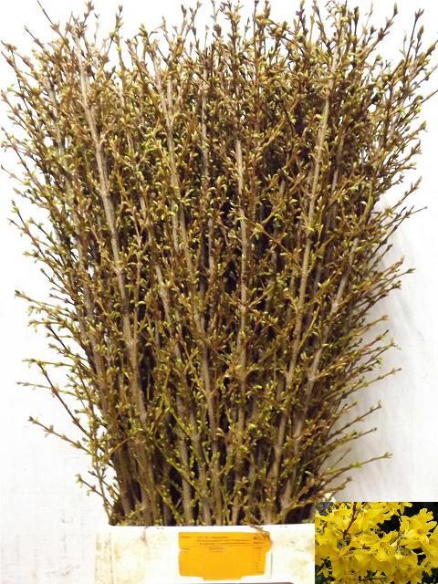 Форзиция Спектабилис 90 (желт.), шт.