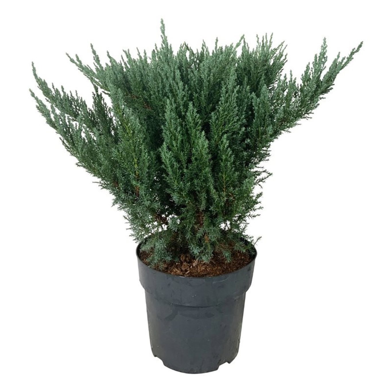 Juniperus pf. 'Blue Chiffon', D 24