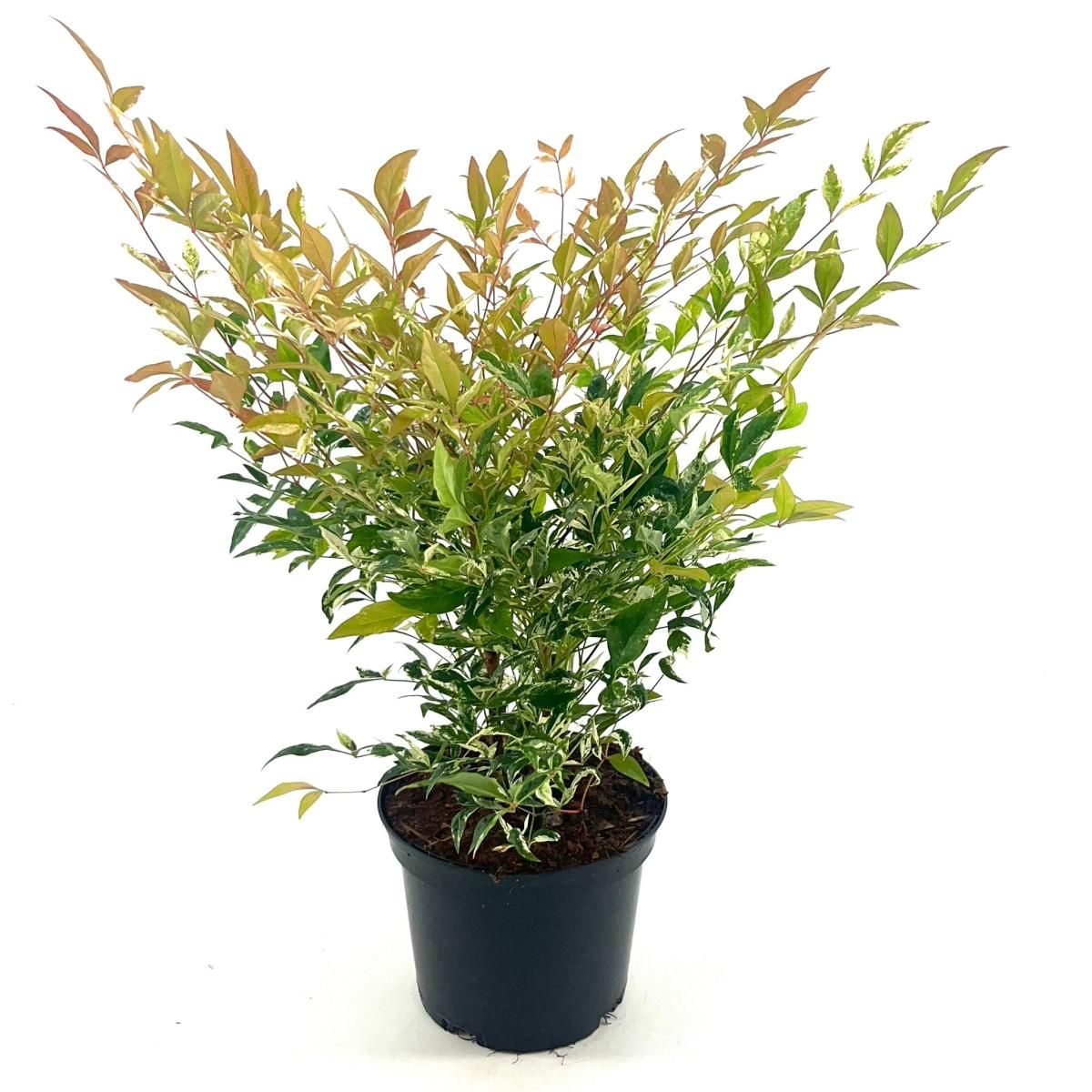 Nandina d. 'Twilight', D 17