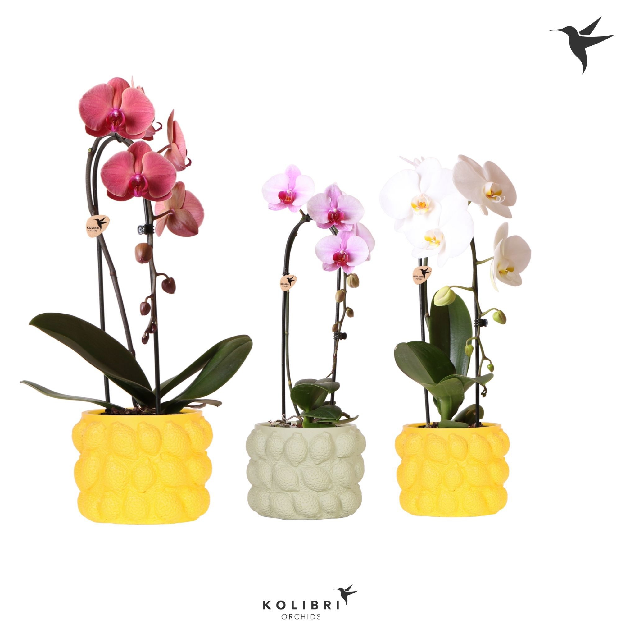 Kolibri Orchids Cascade Niagara Fall mix 1 spike in Citrus pot mix, D 12