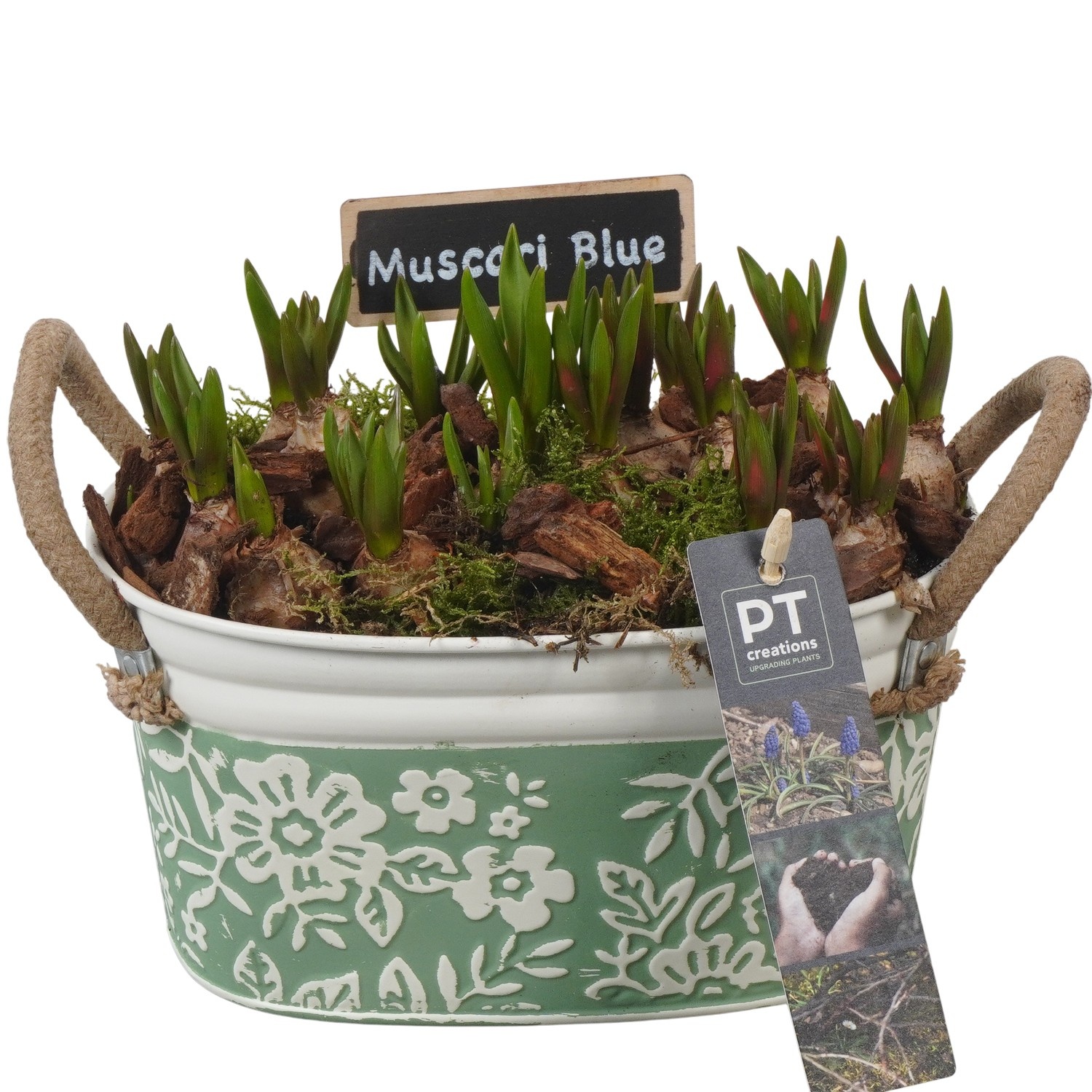PTMB6153 Arrangement Muscari Blue in zink pot, D 18