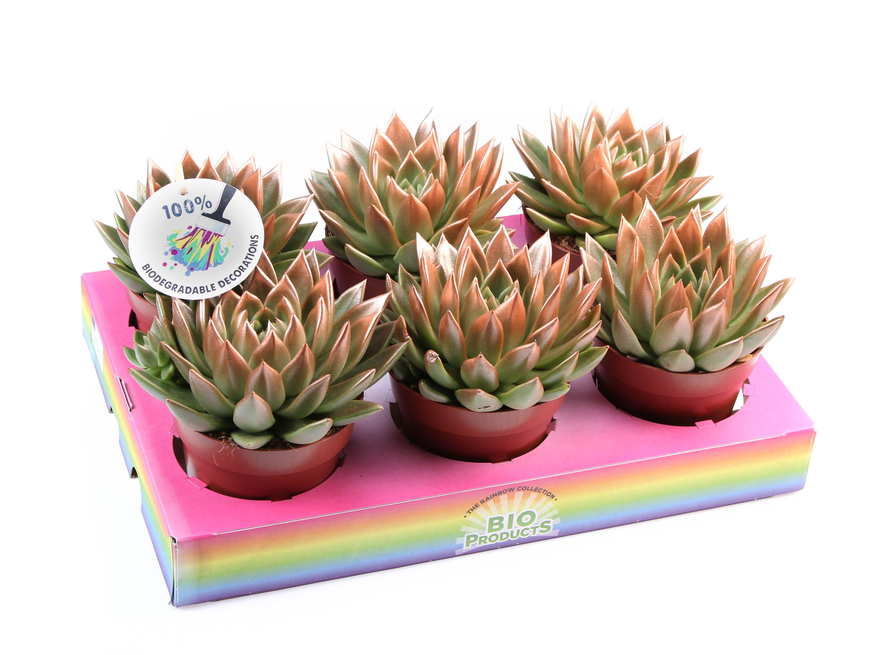 Miranda bronze tips, D 12