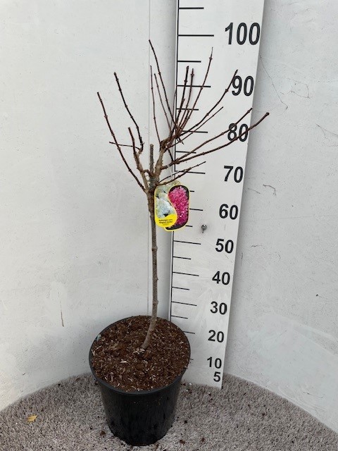 Hydrangea pan. Magical Andes 40-50 stam P28 C10, D 28