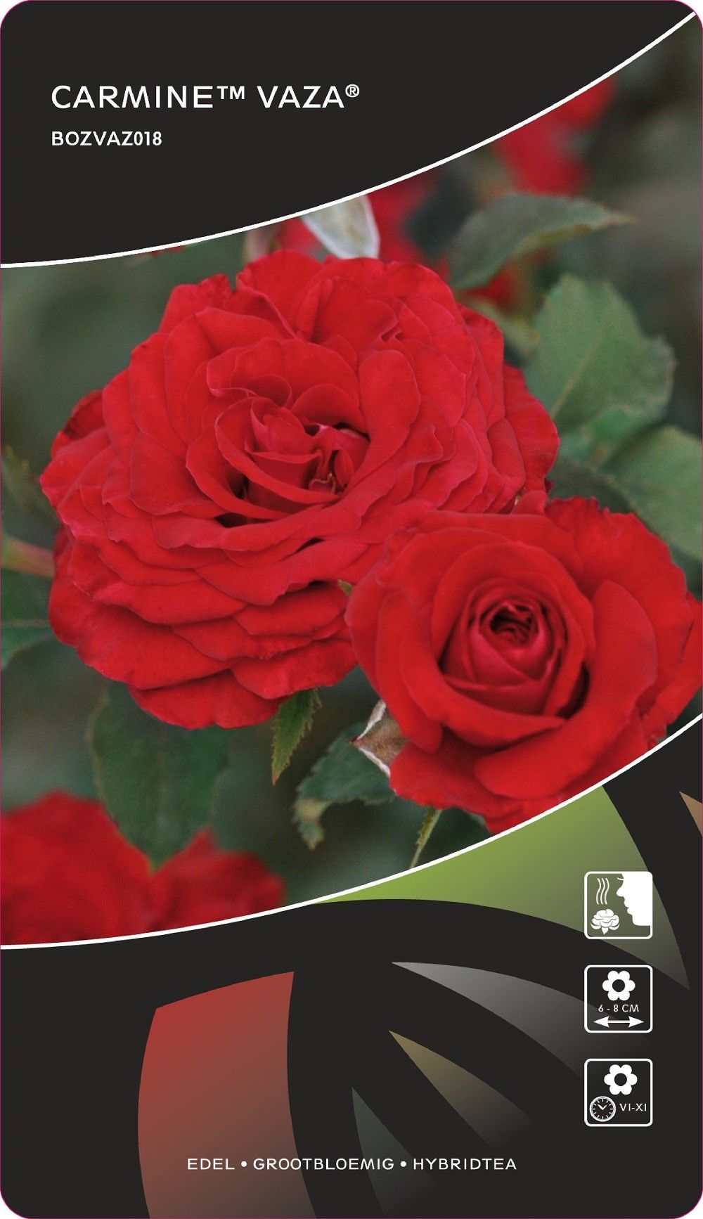 Rosa (F) Carmine™Vaza®, D 17