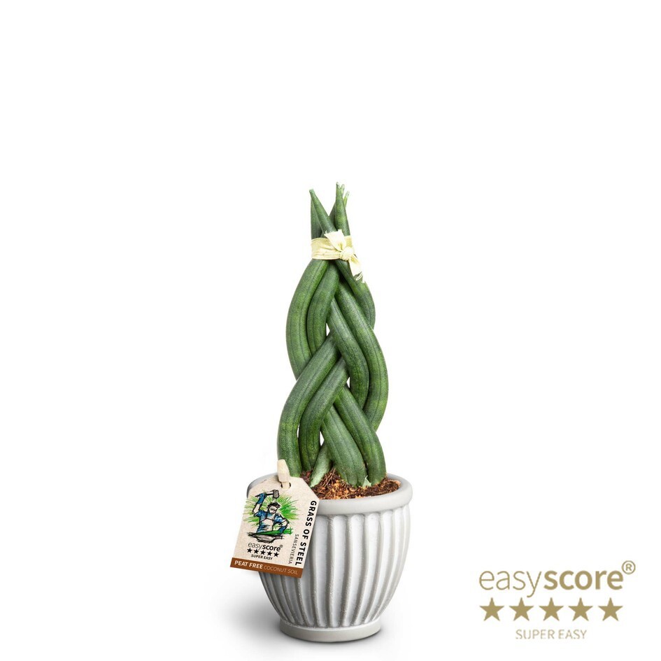 SANSEVIERIA CYLINDRICA 40631119 Athena Braid, D 7