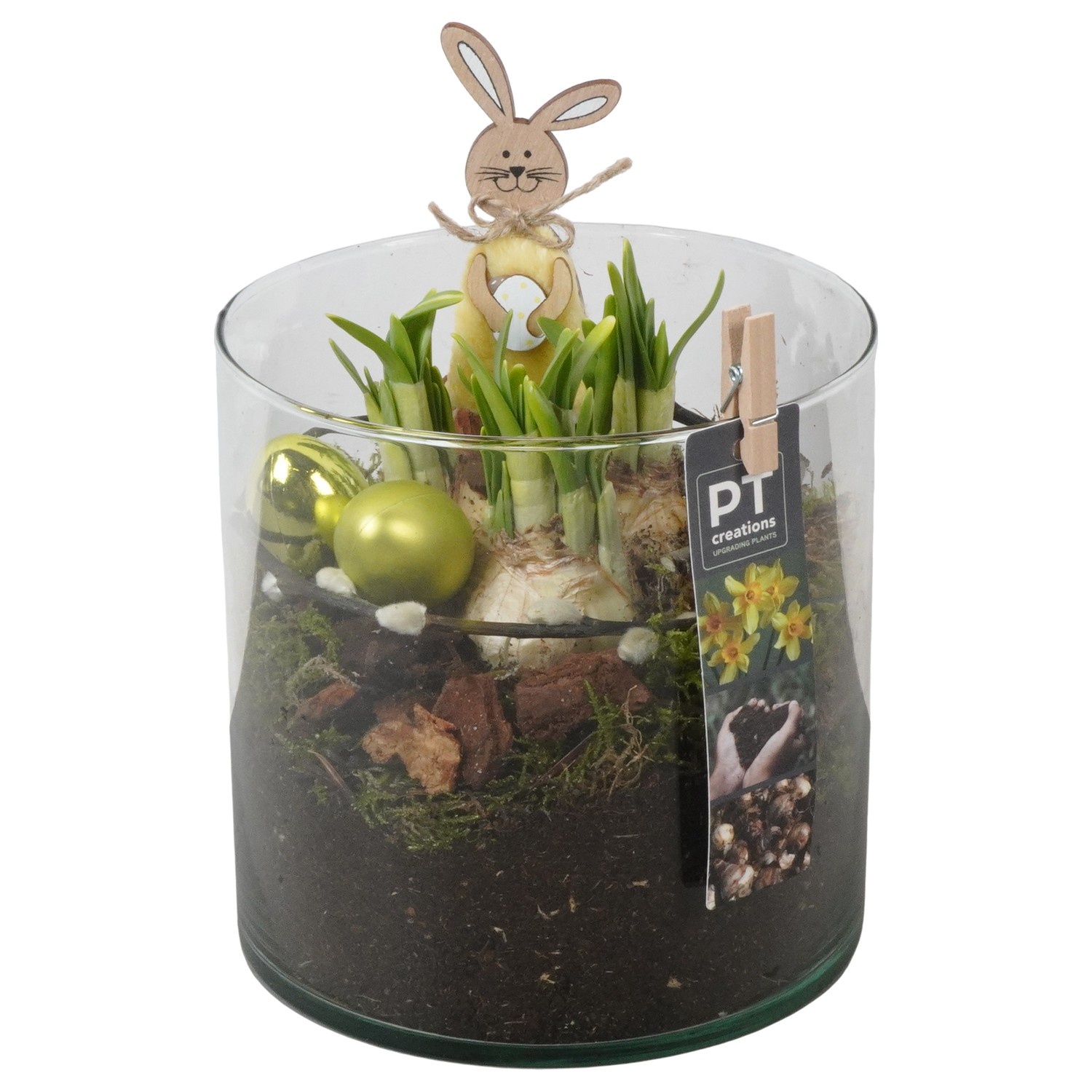 PTNP4525 Arrangement Narcissus Easter in glazen vaas, D 15
