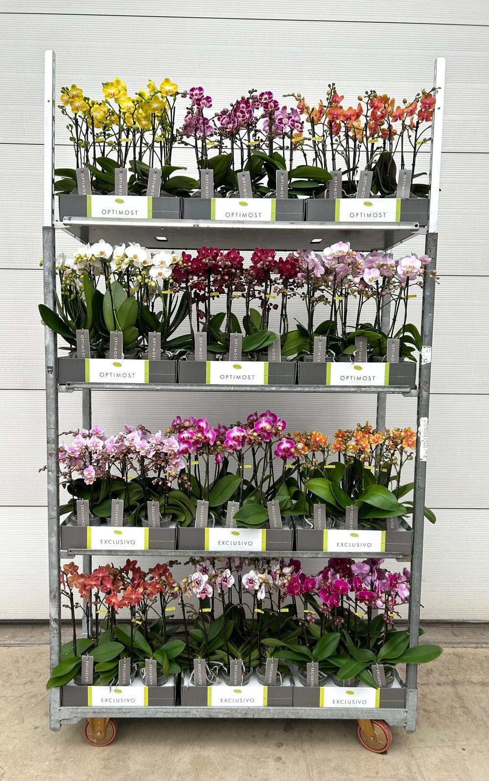 Optimost & Exclusivo Diversen 2 spike, D 12 cm