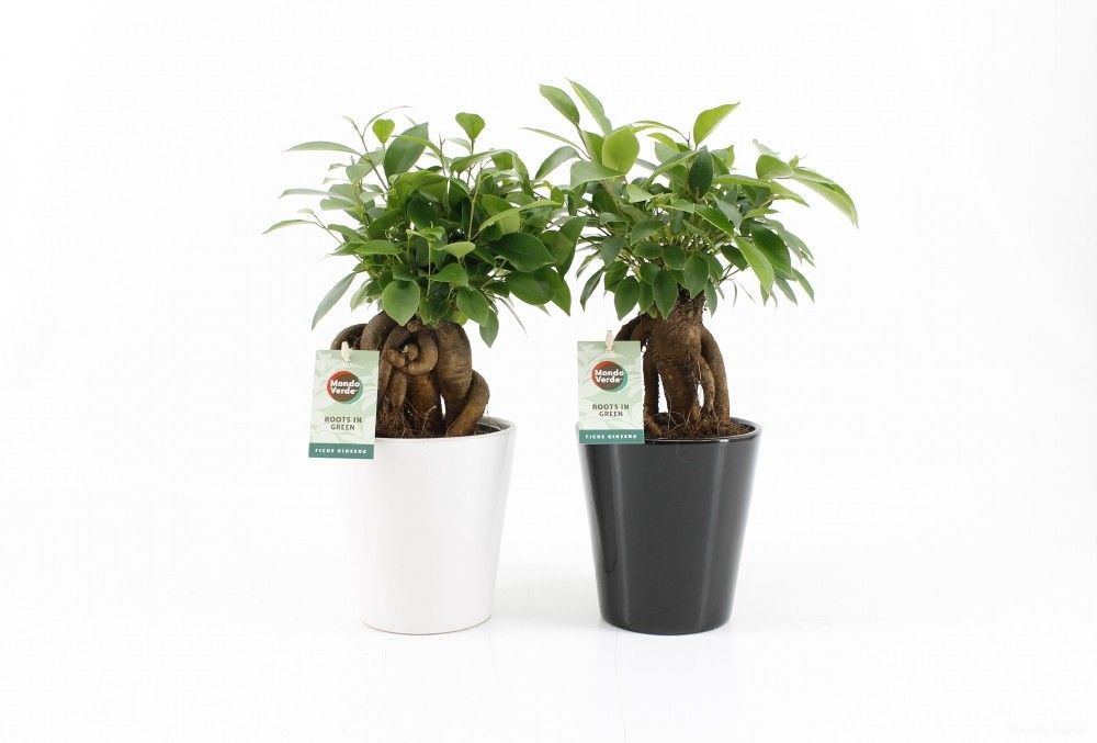 Ficus microcarpa Retusa in Zwart-Wit keramiek, D 13
