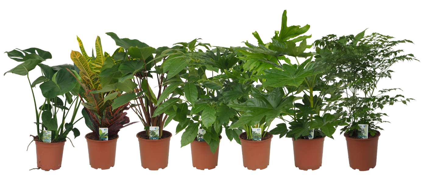 Mix 7 (Monstera, Croton, Homalomena Maggy, Schefflera Amate, Philo Lickety Split, Fatsia Japonica, Radermachera), D 19