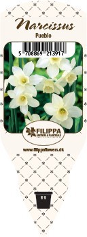 NARCISSUS INCOMPARABILIS 'ATTRACTION', D 11