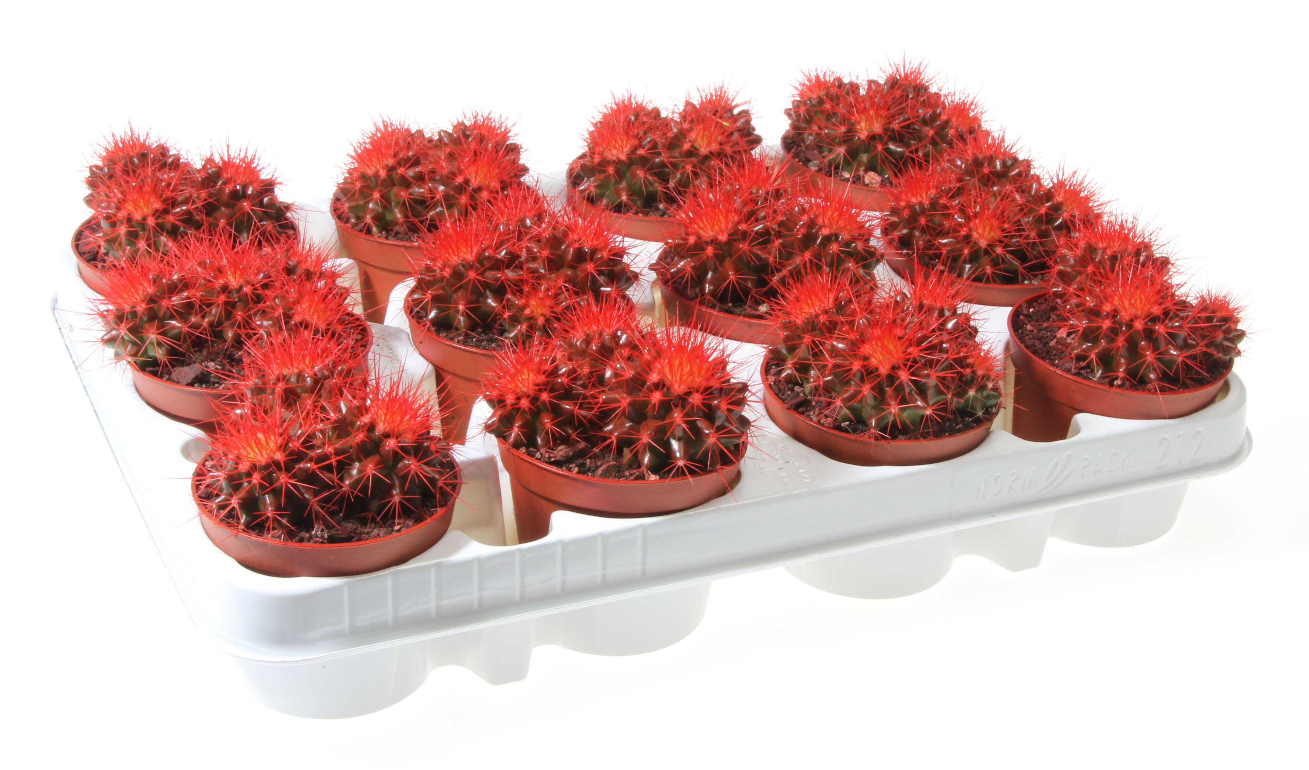 Grusonii rainbow rood, D 8,5